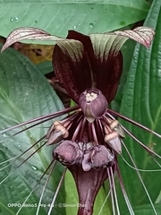 Tacca integrifolia