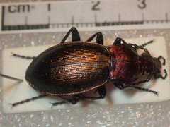 Carabus obsoletus