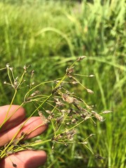 Scirpus longii