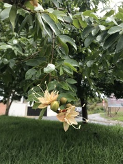 Hymenaea