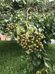 Hymenaea