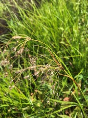 Scirpus longii