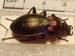 Carabus obsoletus