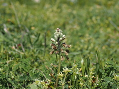 Bellevalia ciliata
