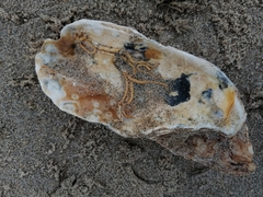 Serpula vermicularis