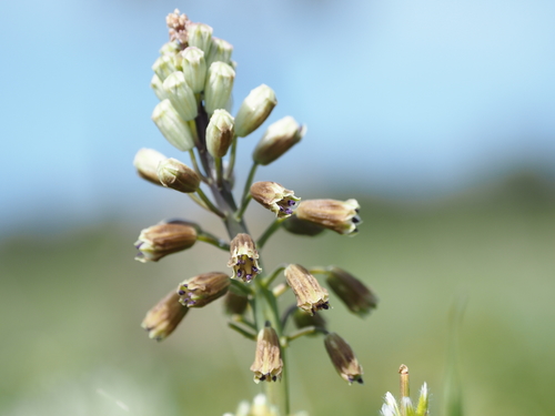 Ciliate-leaved Bellevalia (Bellevalia ciliata)