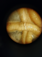 Serpula vermicularis