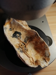 Serpula vermicularis