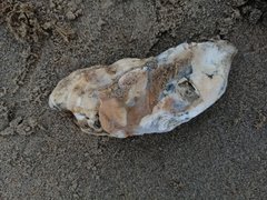 Serpula vermicularis