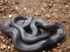 Lycodon travancoricus