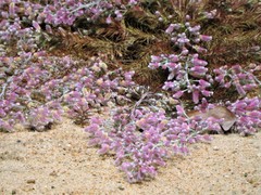 Trichuriella monsoniae
