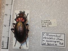 Carabus obsoletus