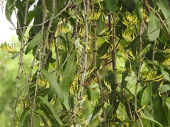 Dendrophthoe falcata