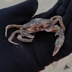 Liocarcinus vernalis