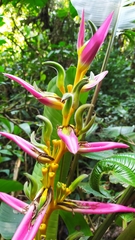 Heliconia aemygdiana