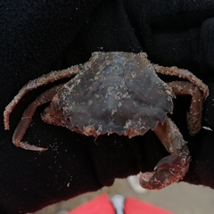 Liocarcinus vernalis
