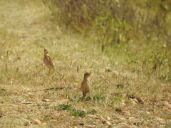 Anthus rufulus
