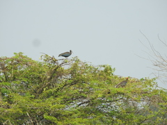 Pseudibis papillosa