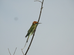 Merops orientalis