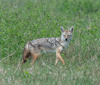 African Wolf - Photo (c) Alex R, some rights reserved (CC BY-NC), uploaded by Alex R
