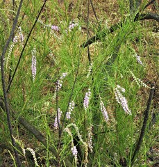 Tamarix ericoides