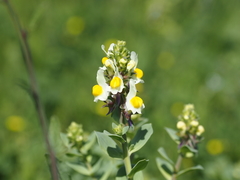 Linaria triphylla