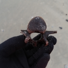 Phocoena phocoena