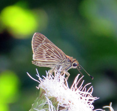 Vehilius stictomenes