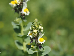 Linaria triphylla