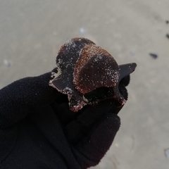 Phocoena phocoena