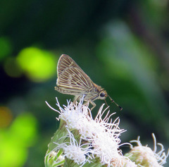Vehilius stictomenes