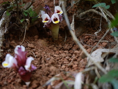 Curcuma inodora