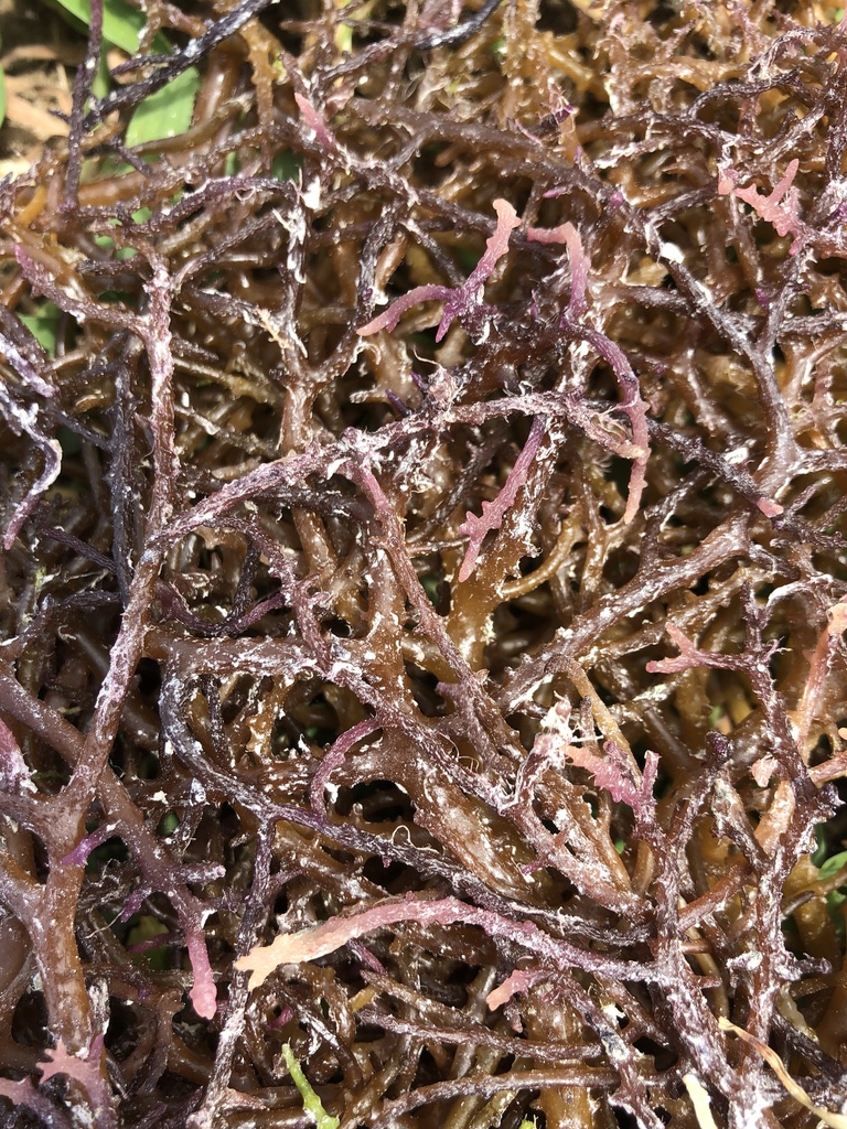 Photo of Spinous Eucheuma (Eucheuma denticulatum)