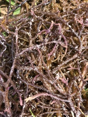 Eucheuma denticulatum