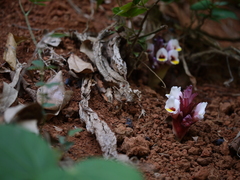 Curcuma inodora