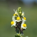 Toadflax - Photo (c) Thanasis Papanikolaou, some rights reserved (CC BY-NC), uploaded by Thanasis Papanikolaou