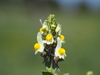 Toadflax - Photo (c) Thanasis Papanikolaou, some rights reserved (CC BY-NC), uploaded by Thanasis Papanikolaou