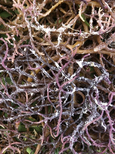 Photo of Spinous Eucheuma (Eucheuma denticulatum)