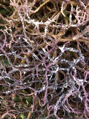 Eucheuma denticulatum