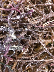 Eucheuma denticulatum