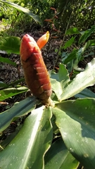 Costus scaber