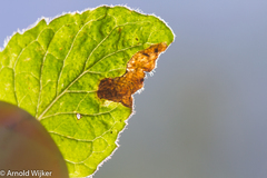Phytomyza obscura group