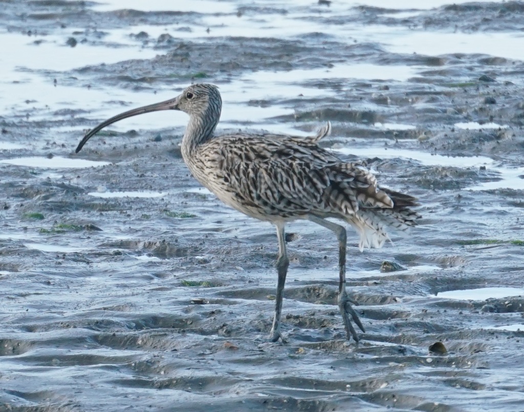 Far Eastern Curlew