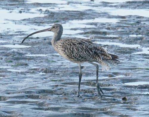 Far Eastern Curlew