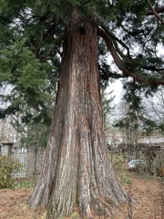 Sequoiadendron giganteum