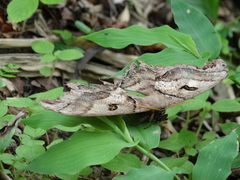 Arsenurinae
