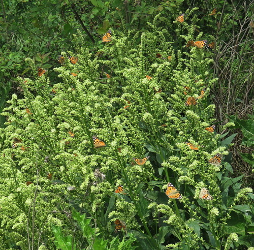 Image of Beta trigyna by (c) George Baker, some rights reserved (CC BY)