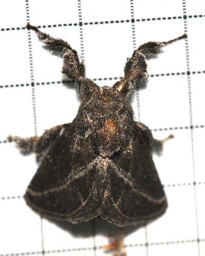 Epiperola vafera