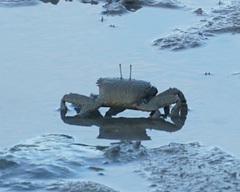 Venitus latreillei