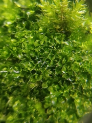 Ptychostomum moravicum